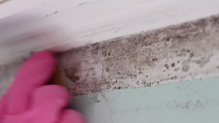 Best Asbestos and Lead Testing During Mold Inspection  in Shreveport, LA